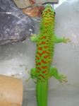 Giant Madagascan Day Gecko (tiger stripe phase). <i>Phelsuma madagascariensis grandis</i>. Truly beautiful Geckos - active by day as their name suggests.